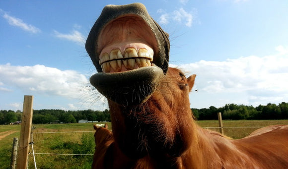 Horse Dental Care