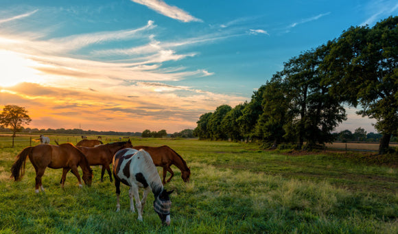 Horse Care During Peak Heat
